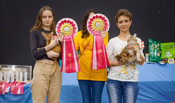 Cattoi — среди участников кошачьей выставки центра «Алиса»